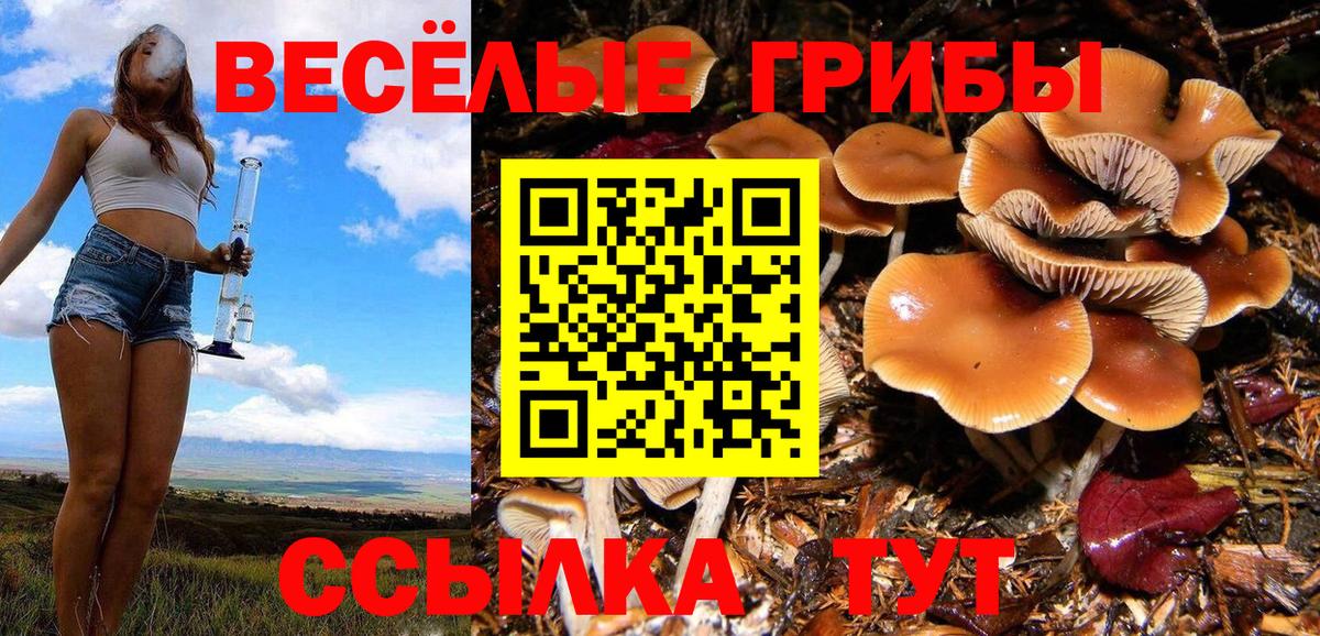 Псилоцибиновые грибы мицелий Дальнегорск